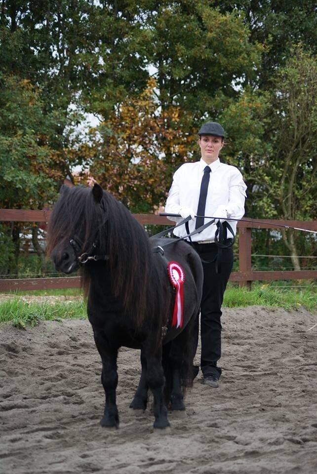 Shetlænder Waulkmill Woodpecker billede 18
