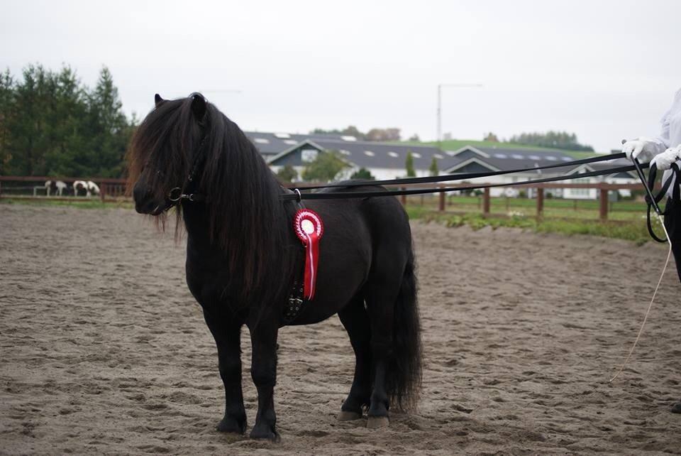Shetlænder Waulkmill Woodpecker billede 19