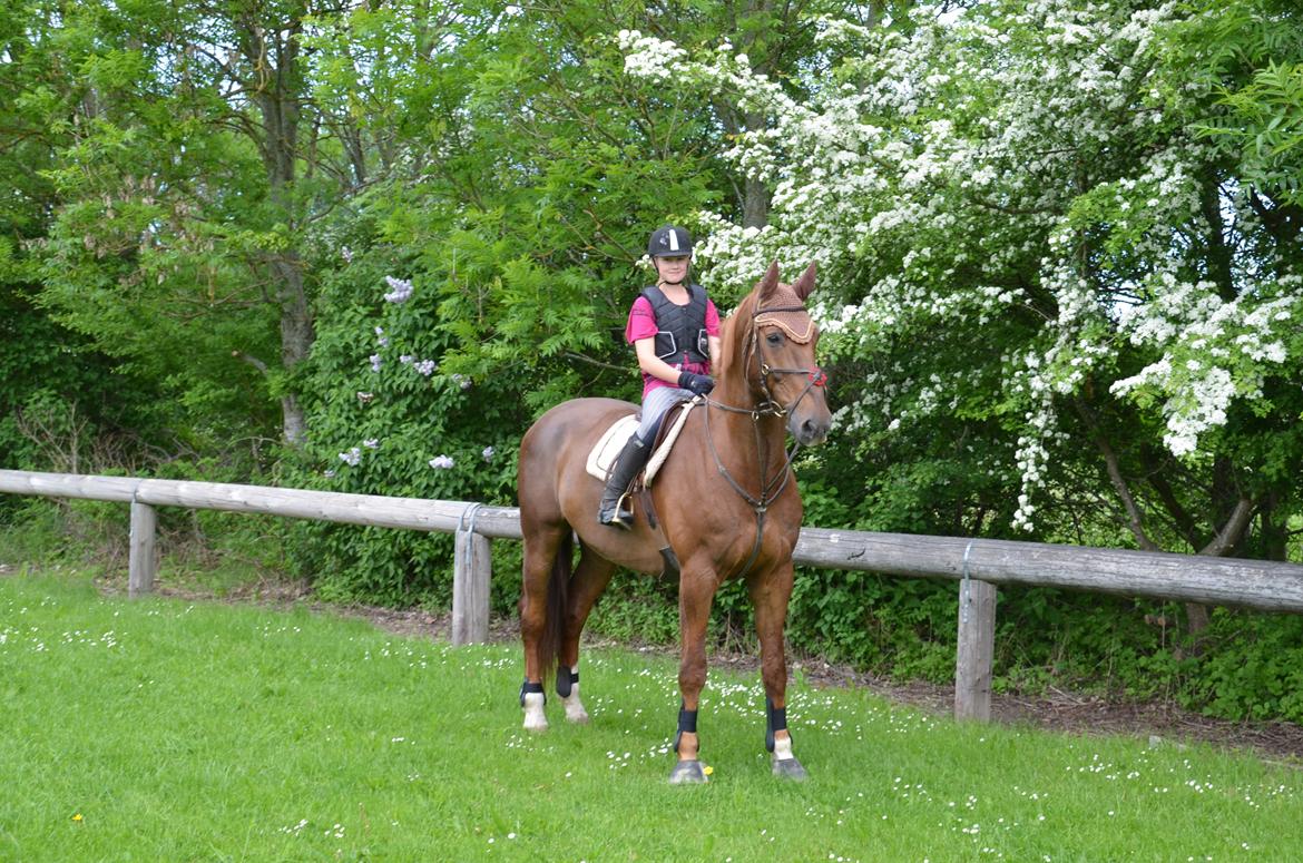 Dansk Varmblod Delight billede 1