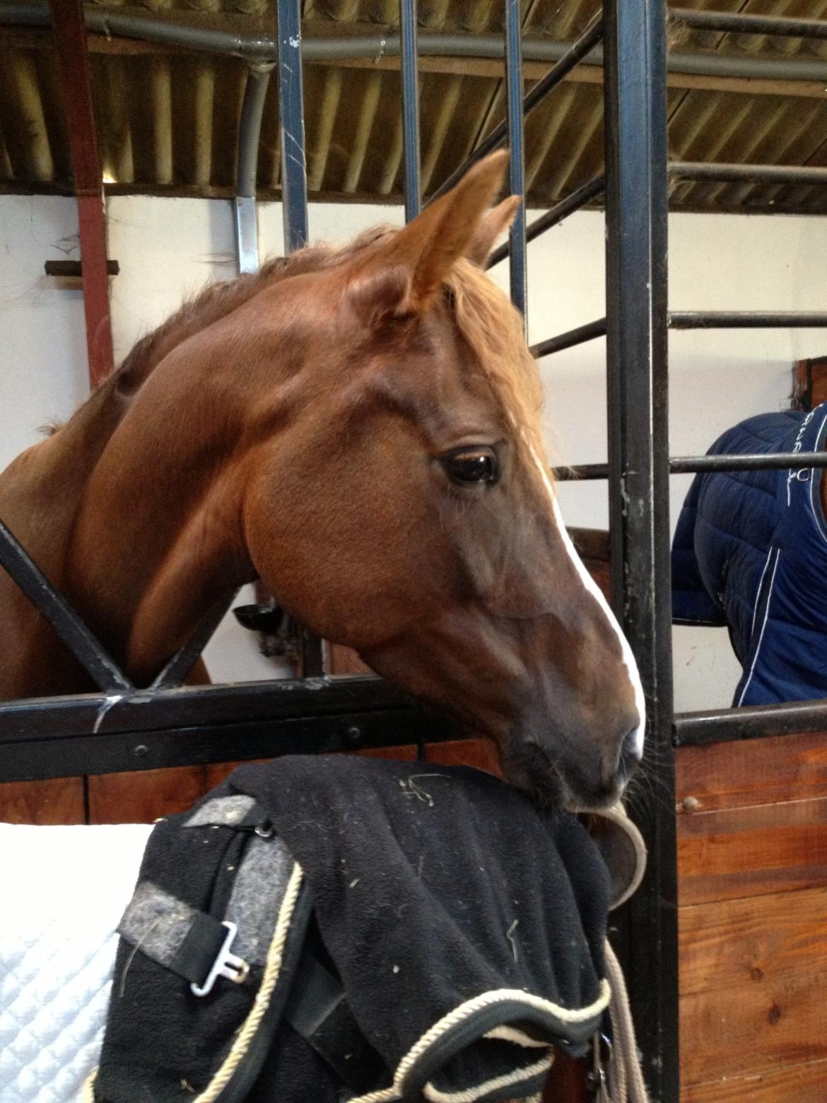 DSP Toftlund's Prinsesse-Chi billede 20