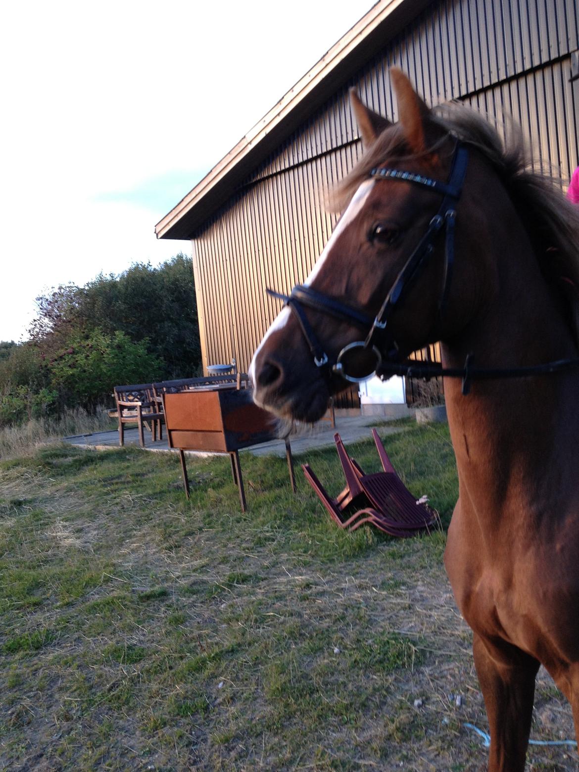 DSP Toftlund's Prinsesse-Chi billede 22