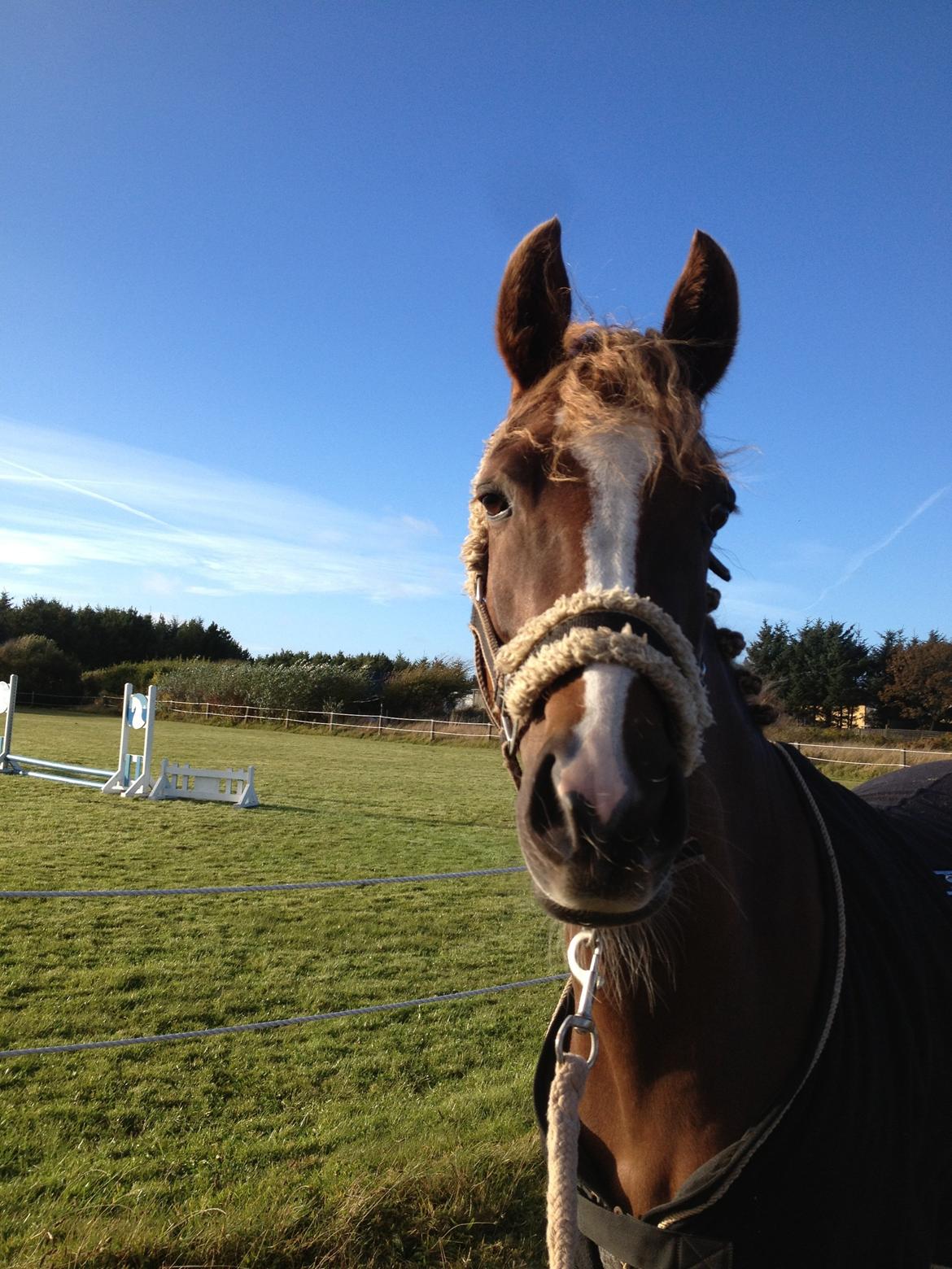 DSP Toftlund's Prinsesse-Chi billede 21