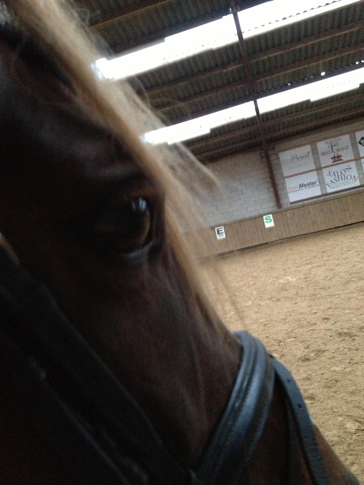 DSP Toftlund's Prinsesse-Chi billede 23