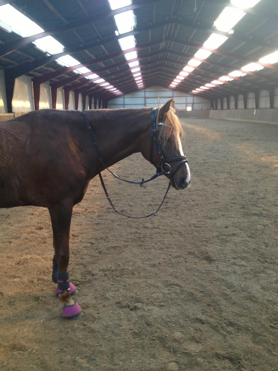 DSP Toftlund's Prinsesse-Chi billede 24