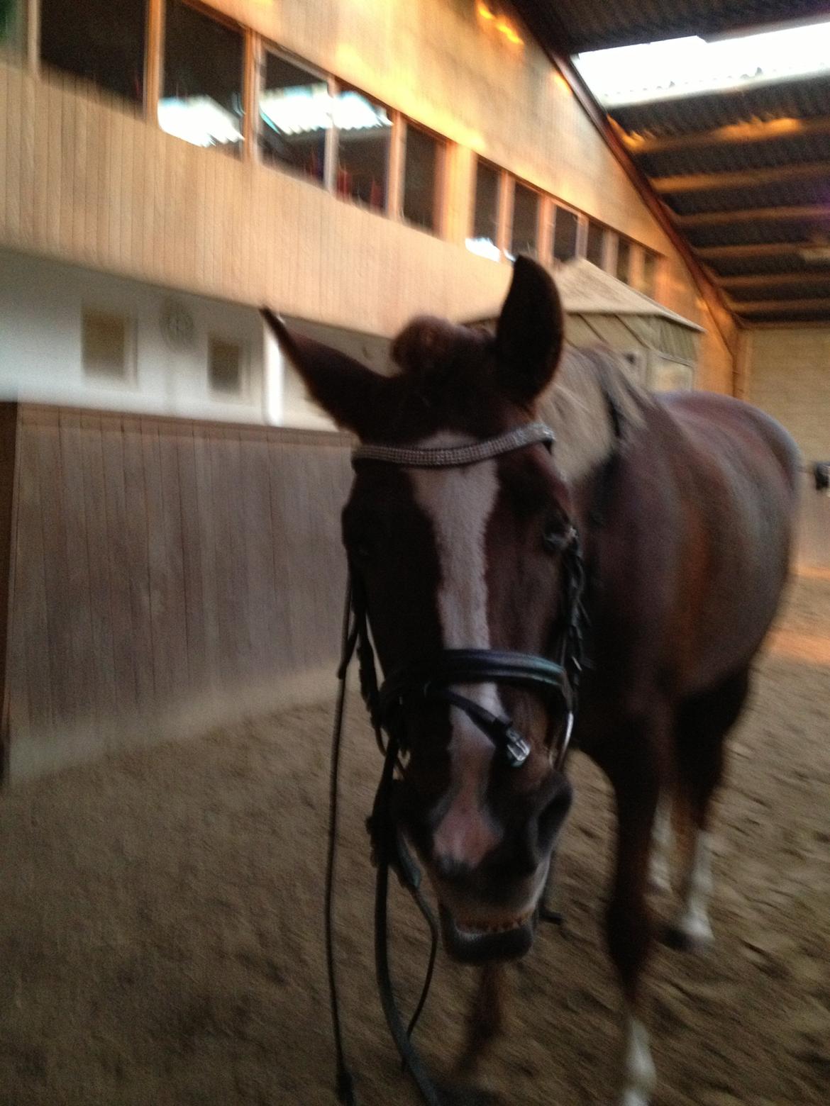 DSP Toftlund's Prinsesse-Chi billede 25