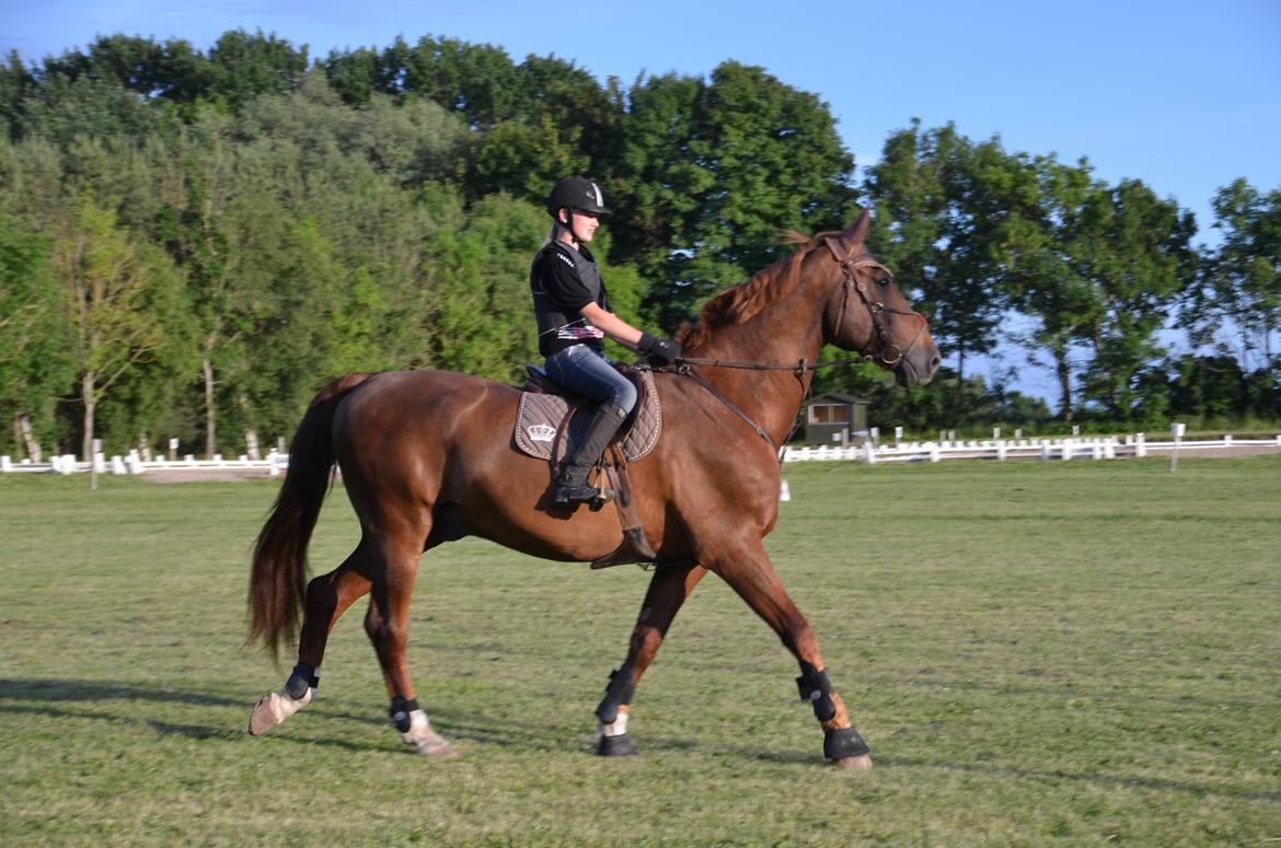 Dansk Varmblod Delight billede 2