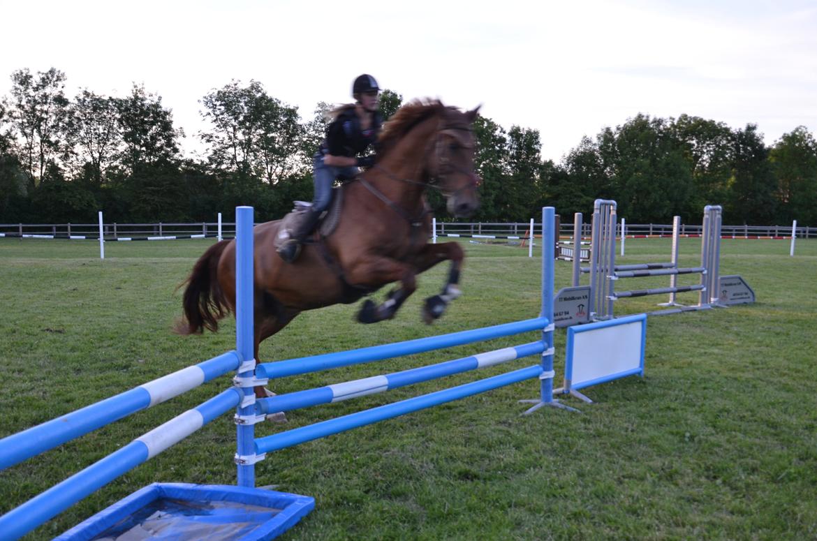 Dansk Varmblod Delight billede 6