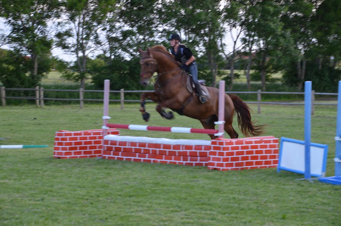 Dansk Varmblod Delight billede 20