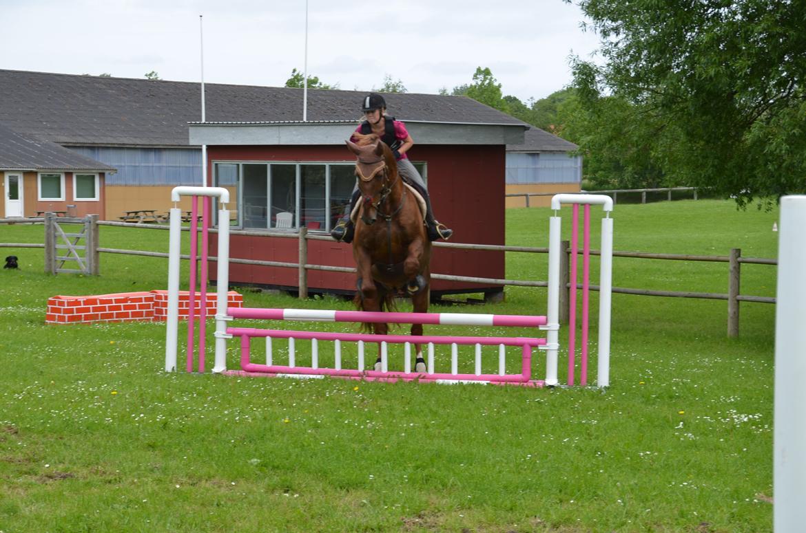 Dansk Varmblod Delight billede 9