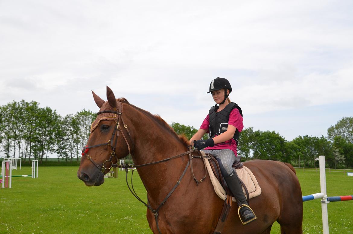 Dansk Varmblod Delight billede 3