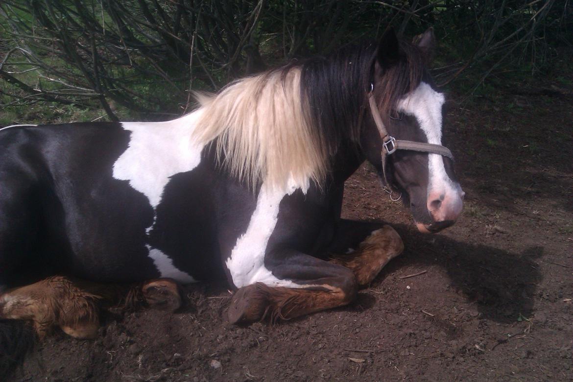 Anden særlig race Onyx billede 7