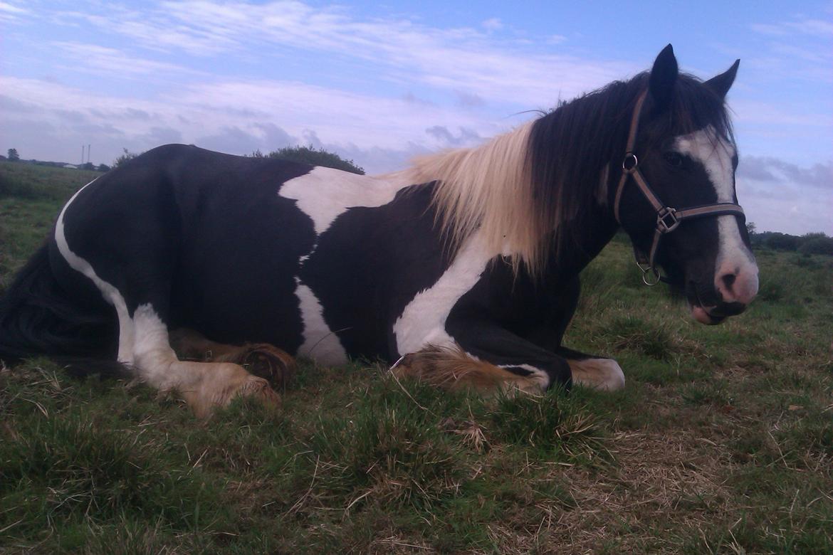 Anden særlig race Onyx billede 8