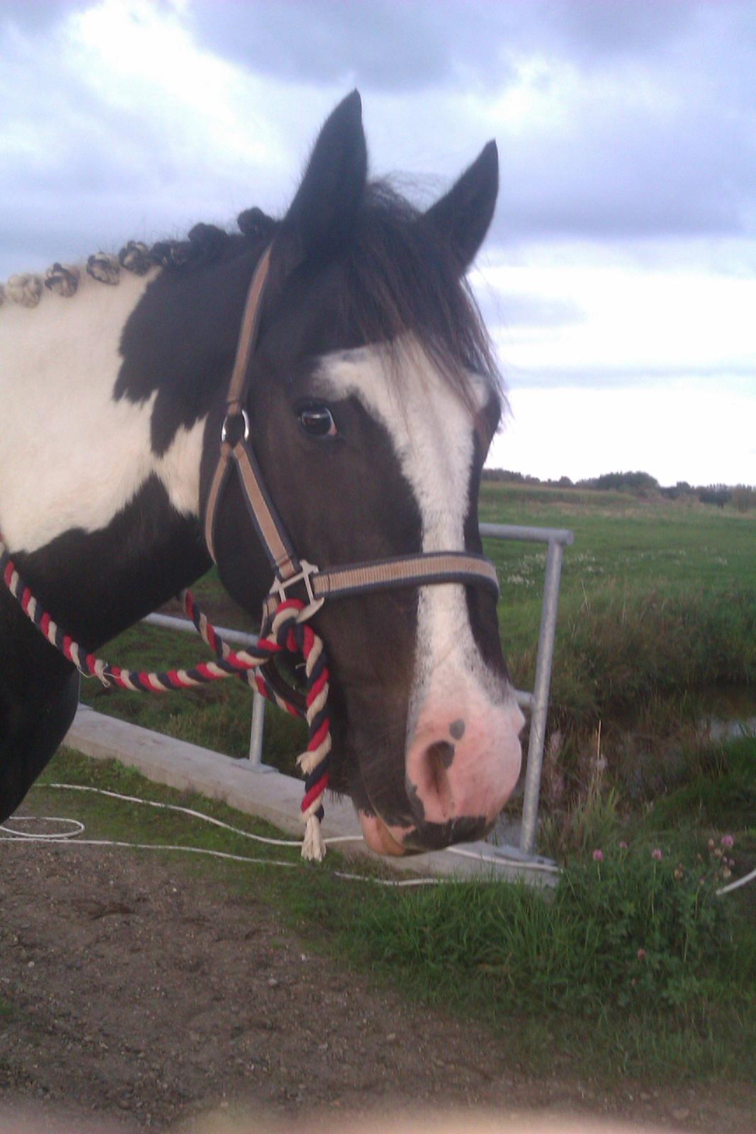 Anden særlig race Onyx billede 6