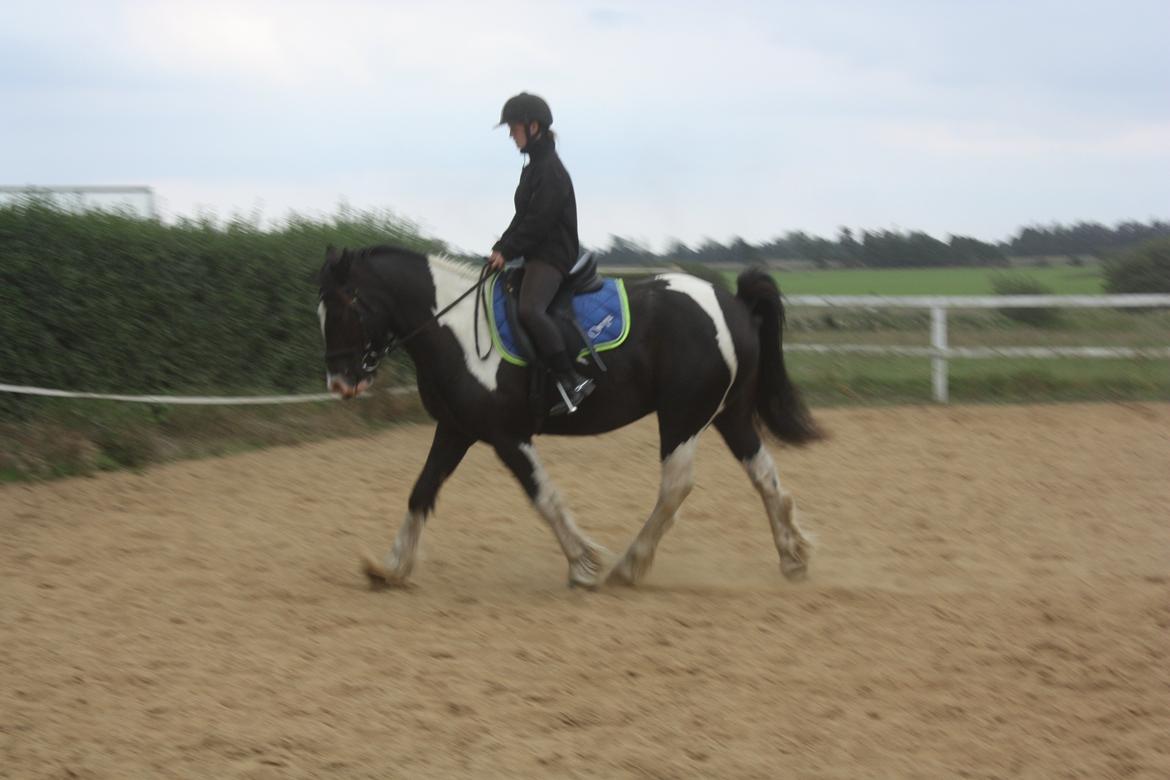 Anden særlig race Onyx billede 4