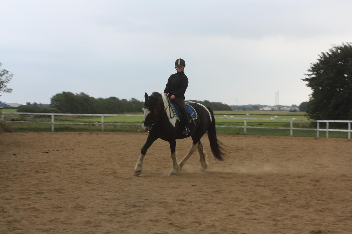 Anden særlig race Onyx billede 3