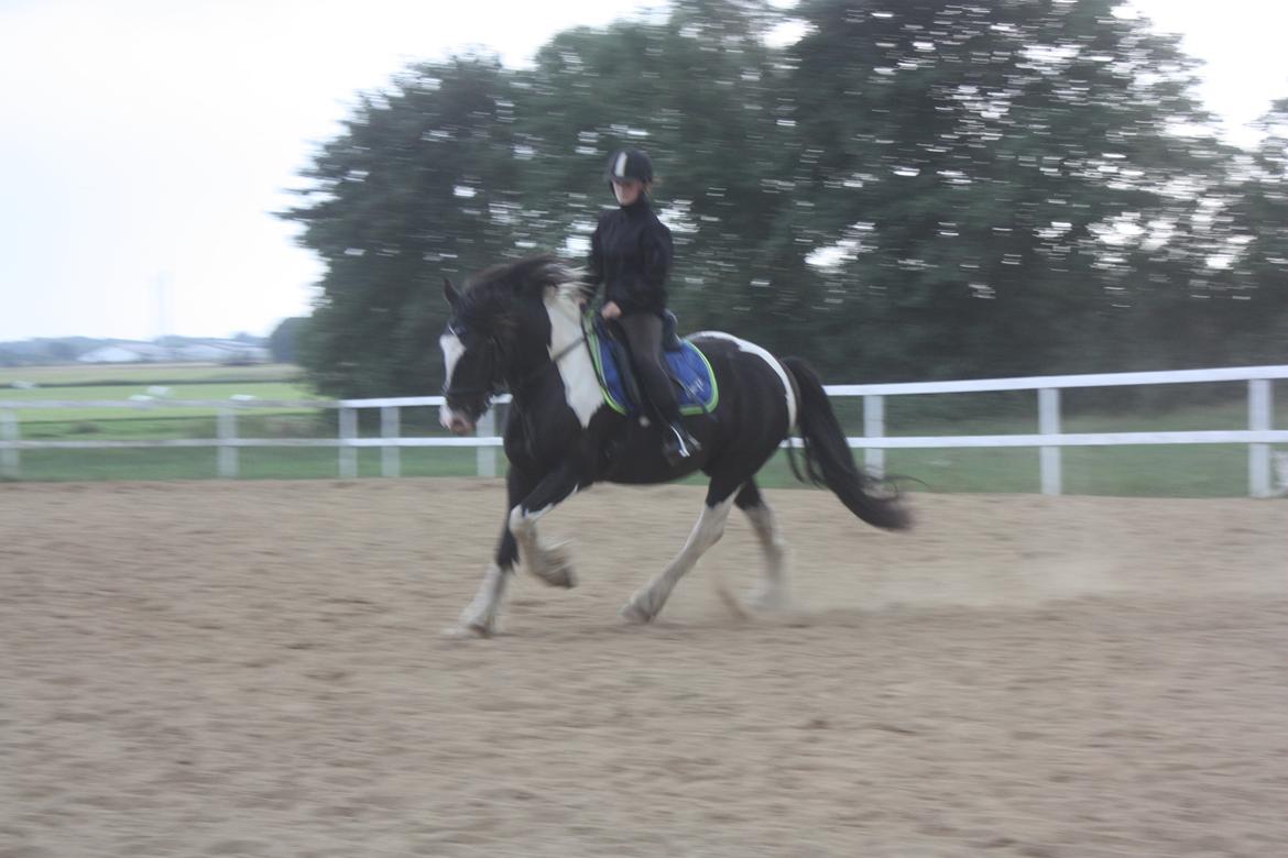 Anden særlig race Onyx billede 5