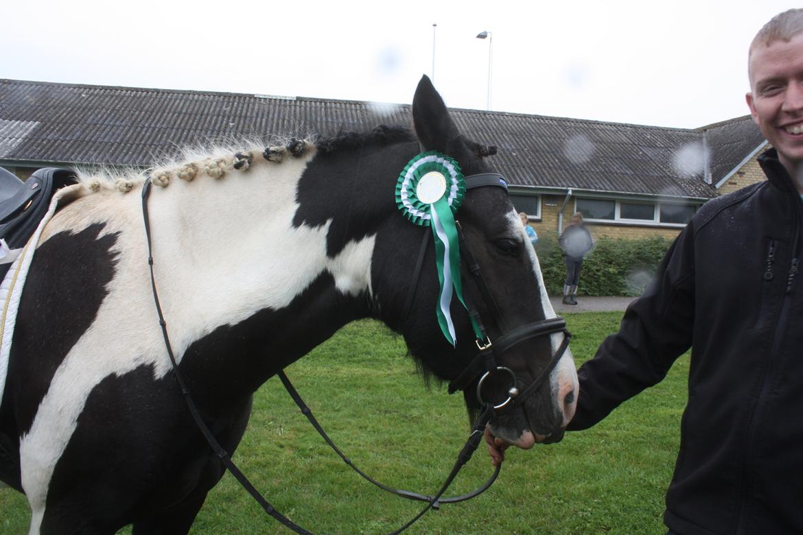 Anden særlig race Onyx - 3. plads Lc3 71% billede 9