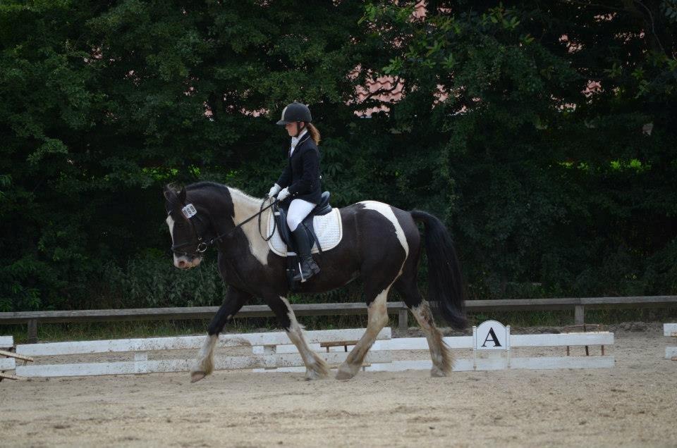 Anden særlig race Onyx - Ponyuge 2013 billede 10