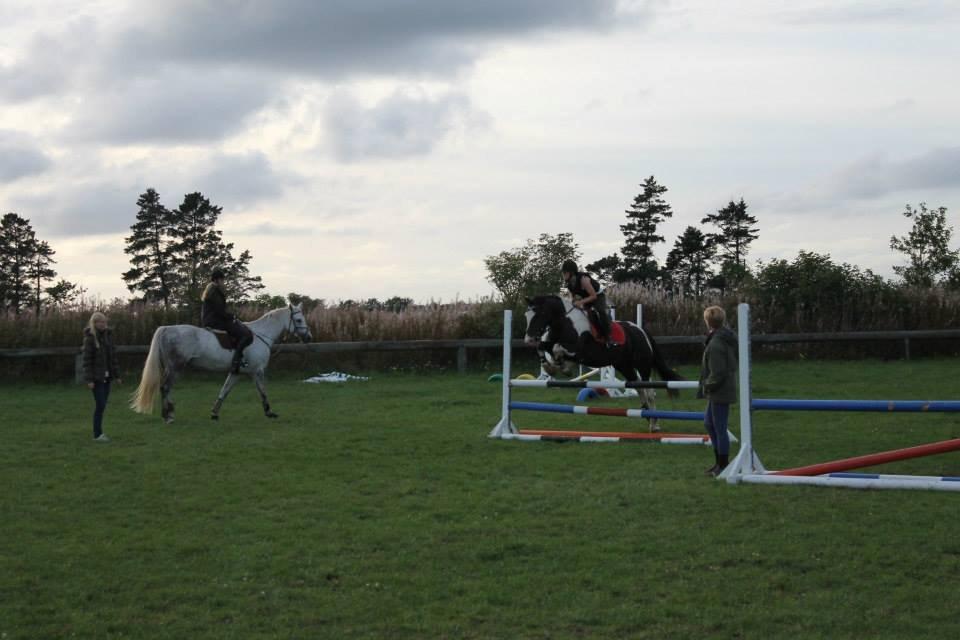 Anden særlig race Onyx - Foto:Nyborg Photography billede 14