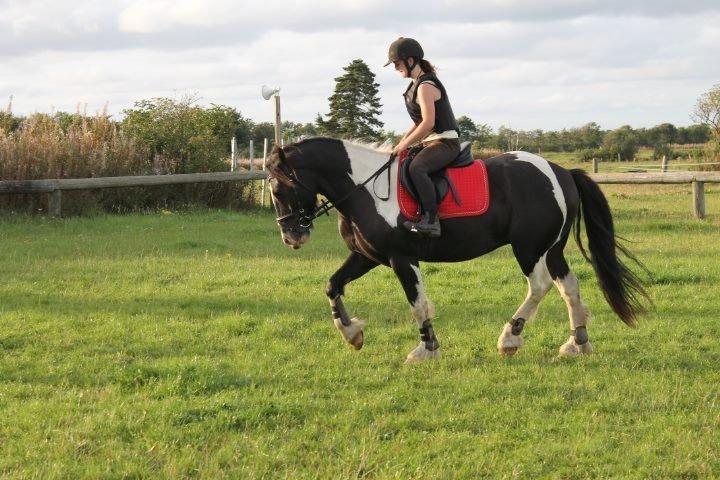 Anden særlig race Onyx - Foto:Nyborg Photography billede 15