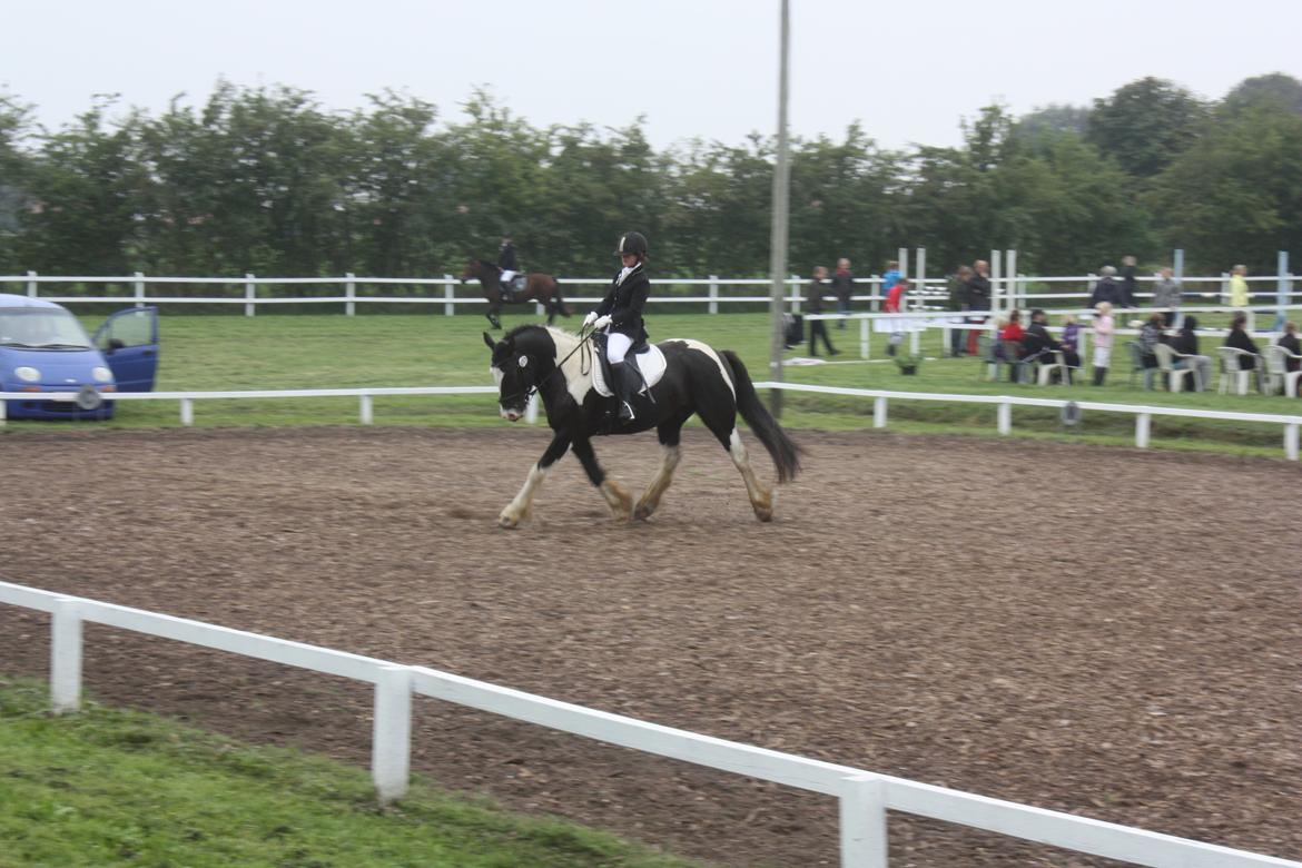 Anden særlig race Onyx billede 16