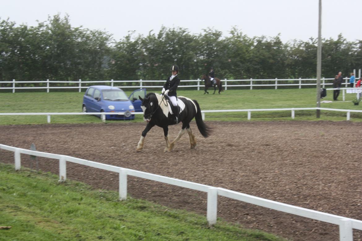 Anden særlig race Onyx billede 17