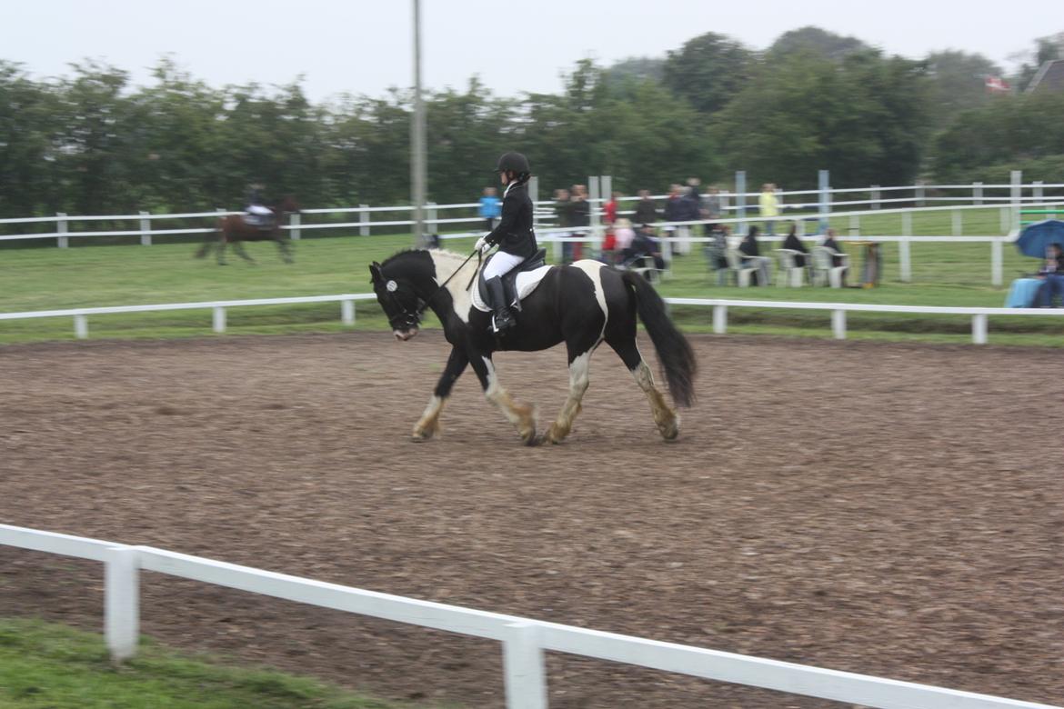 Anden særlig race Onyx billede 18