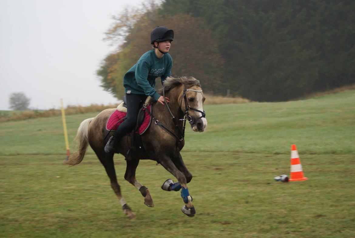 Hollandsk Sportspony Silvera - Første par træning med Naja - Oktober 2013 billede 11