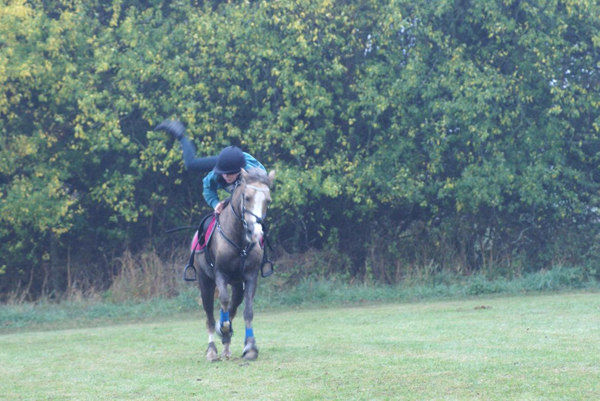 Hollandsk Sportspony Silvera - Første par træning med Naja - Oktober 2013 billede 7