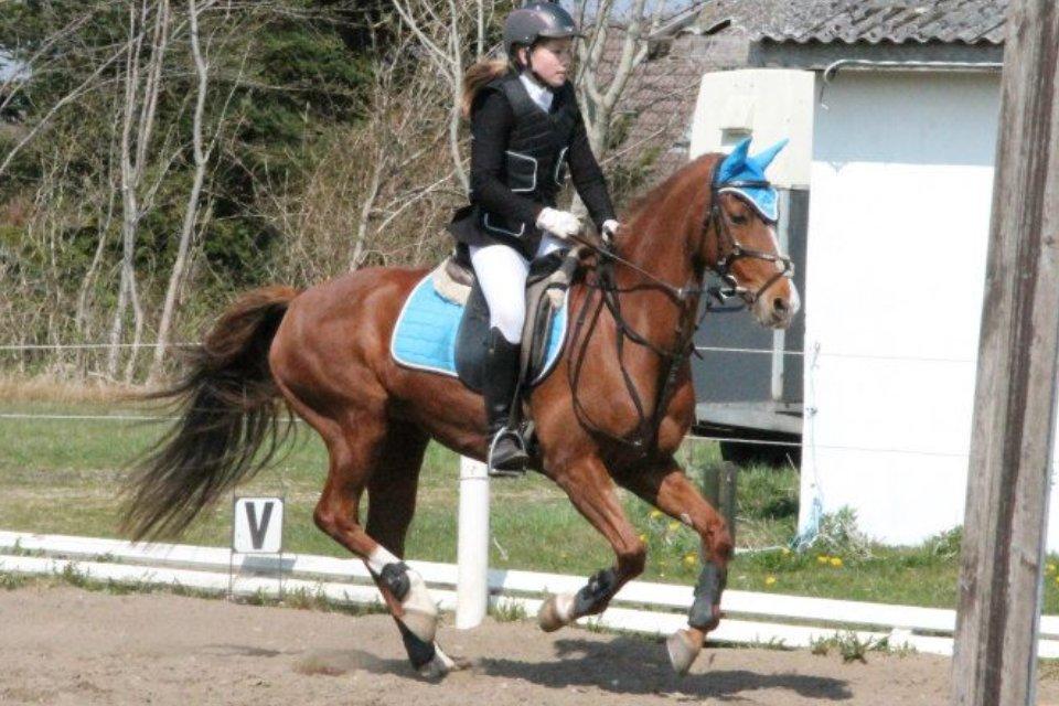 Tysk Sportspony Duchess [Heidi Vinderpony!] Solgt - Dysse smukke pony <3 billede 12