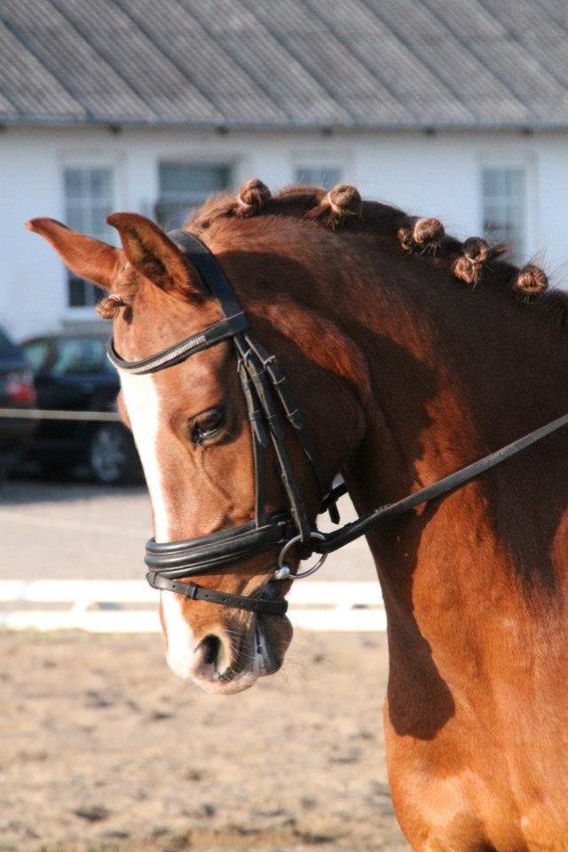 Tysk Sportspony Duchess [Heidi Vinderpony!] Solgt - Dysse`s smukke hoved! Dejlige Dys <3 billede 8