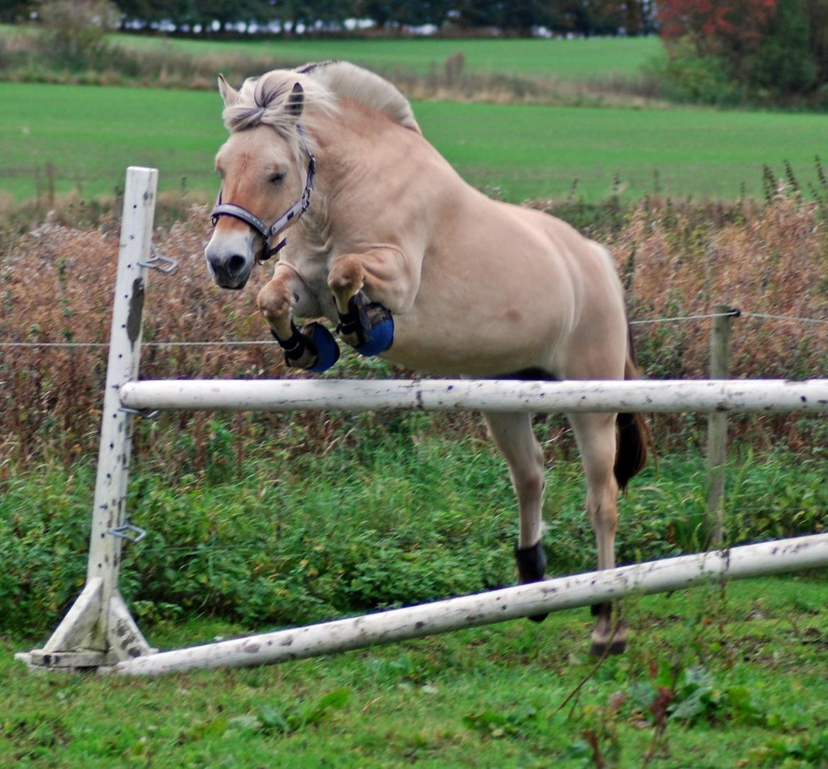 Fjordhest Jydegårdens Luna [himmelhest] - 1 meter! <33 
samme dag kom hun op på 1.10! så stolt!
12-10-2013 billede 1