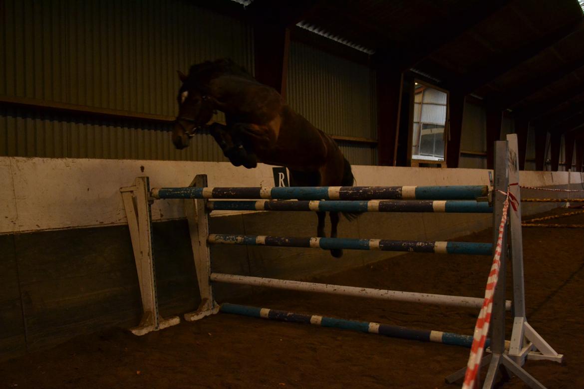 Welsh Cob (sec D) Fronerthig Mary Jane!<3 $$$ - Ganske tilfredsstilende med en pony der løsspringer 140cm <3 Oktober 2013. billede 17