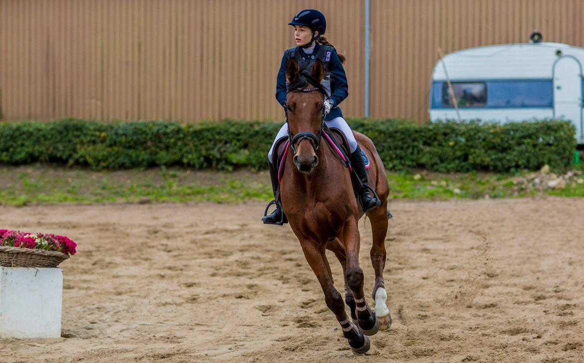 Dansk Varmblod Pinvigs Gambler -FAR's- - Vores første stævne sammen, CNC80. Fejlfri i ridebanespring med stilkarakter 8. Foto: Jimmy friis billede 7