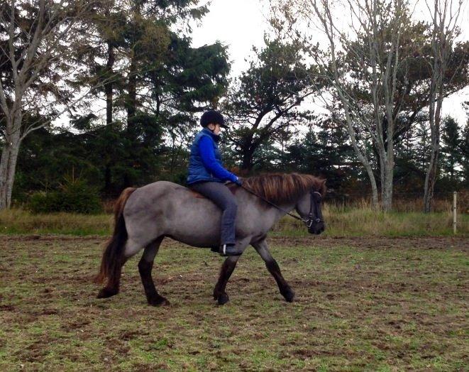 Islænder Kolskör frá Egemose ~ my soulmate <3 billede 16