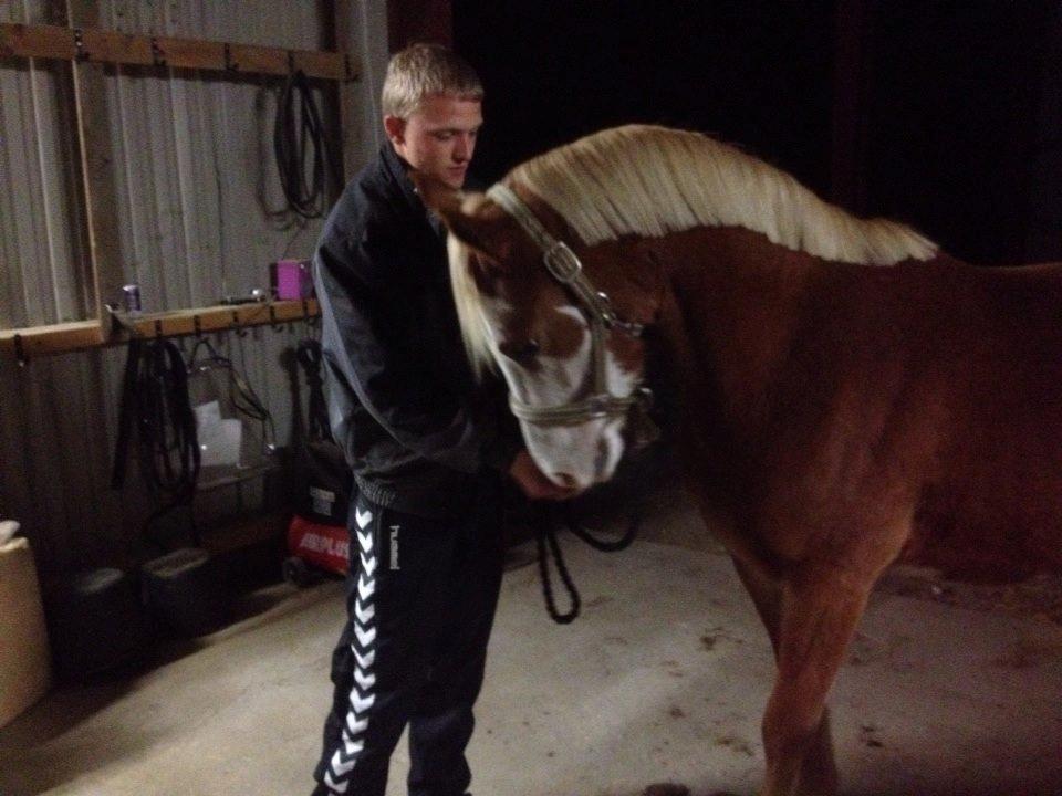 Welsh Partbred (Sec F) Stendyssen`s Sunbreaker - Sun den aften jeg fik ham hjem <3 4/10-2013 billede 6