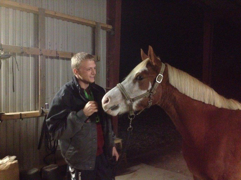 Welsh Partbred (Sec F) Stendyssen`s Sunbreaker billede 7