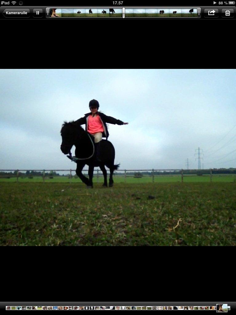 Shetlænder Felix billede 7