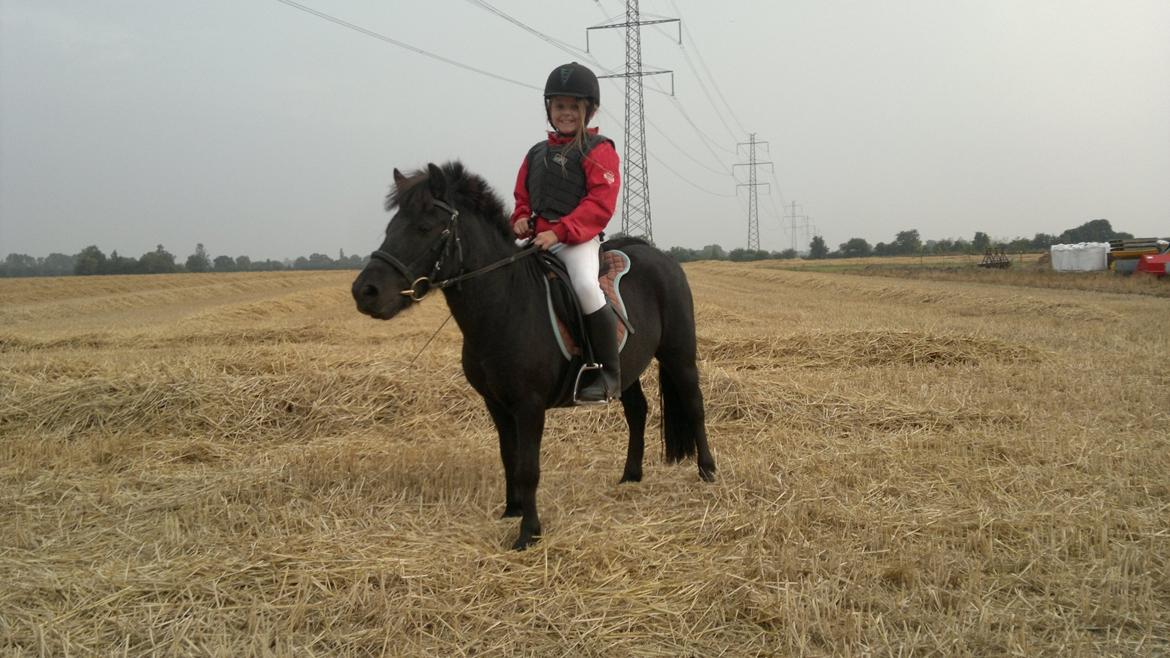 Shetlænder Felix billede 9