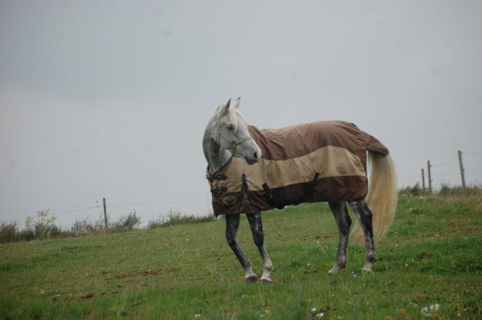 DSP Remember Me Af Sandager - Dagen efter jeg havde fået ham billede 31