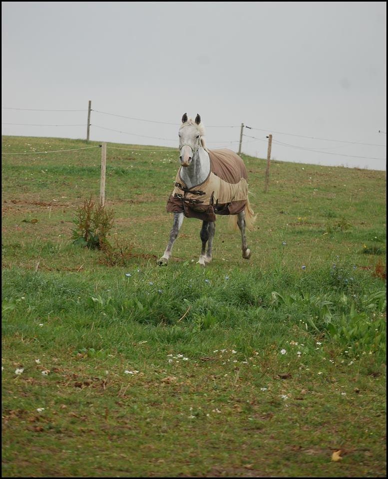 DSP Remember Me Af Sandager - Dagen efter jeg havde fået ham billede 33