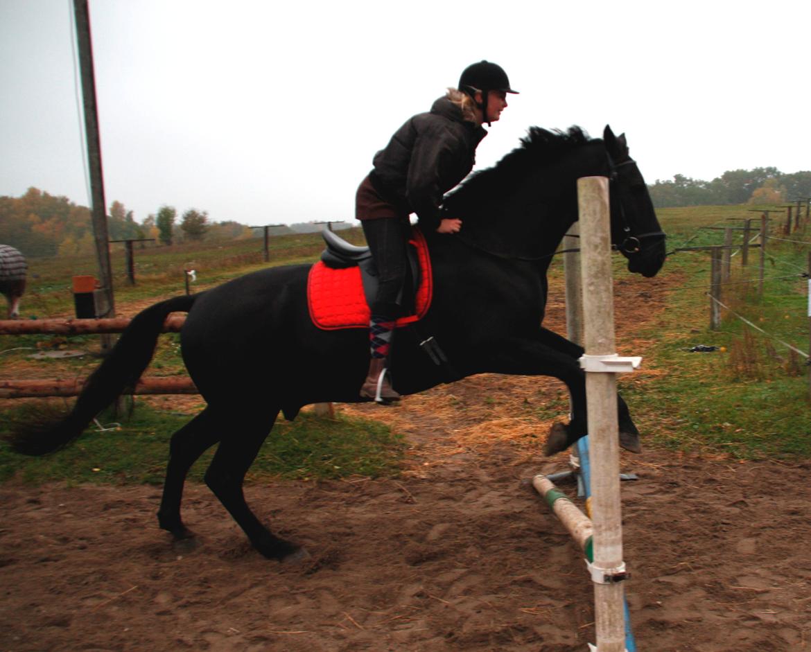 Anden særlig race Miro billede 6