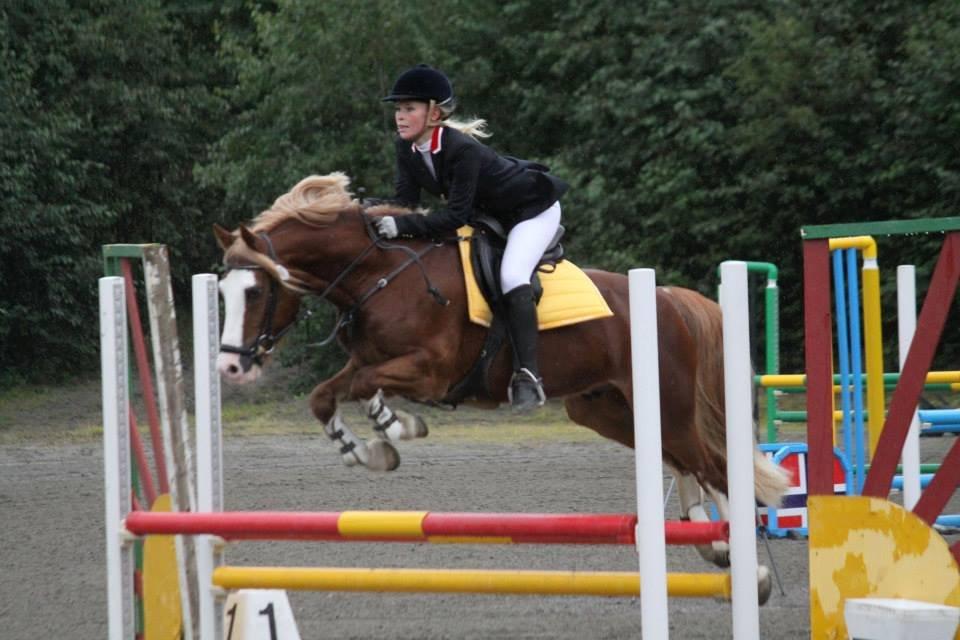 Welsh Cob (sec D) Oppheims Lorenzo - Lorenzo i 100 cm hest. billede 12