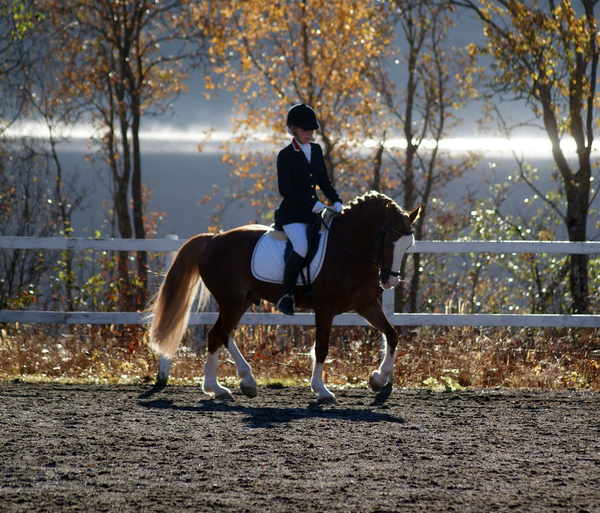 Welsh Cob (sec D) Oppheims Lorenzo - Fine Lorenzo! billede 3