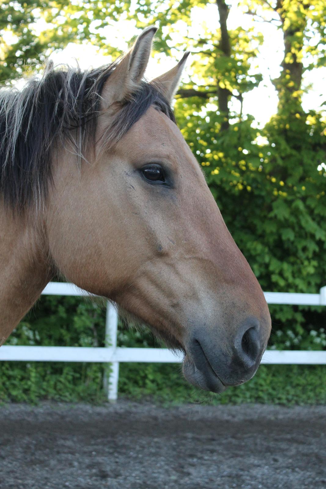 Anden særlig race Gaston *my soulmate*slogt billede 18