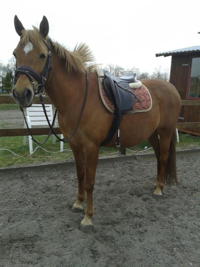 Anden særlig race Laika <3  - Velkommen til Laikas profil :) Smid en bedømmelse & kommentar. billede 2