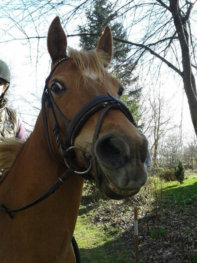 Anden særlig race Laika <3  - Smukke Laika på tur <3 billede 4