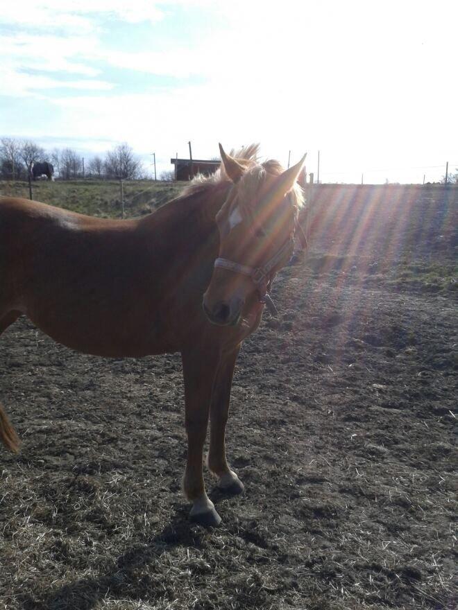 Anden særlig race Laika <3  - Min solstråle <3 billede 16