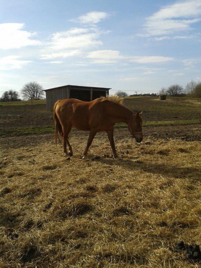 Anden særlig race Laika <3  - Laiks <3 billede 7