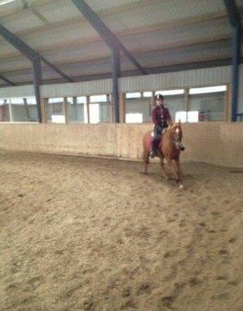 Anden særlig race Laika <3  - Træning på Laksen <3 billede 11